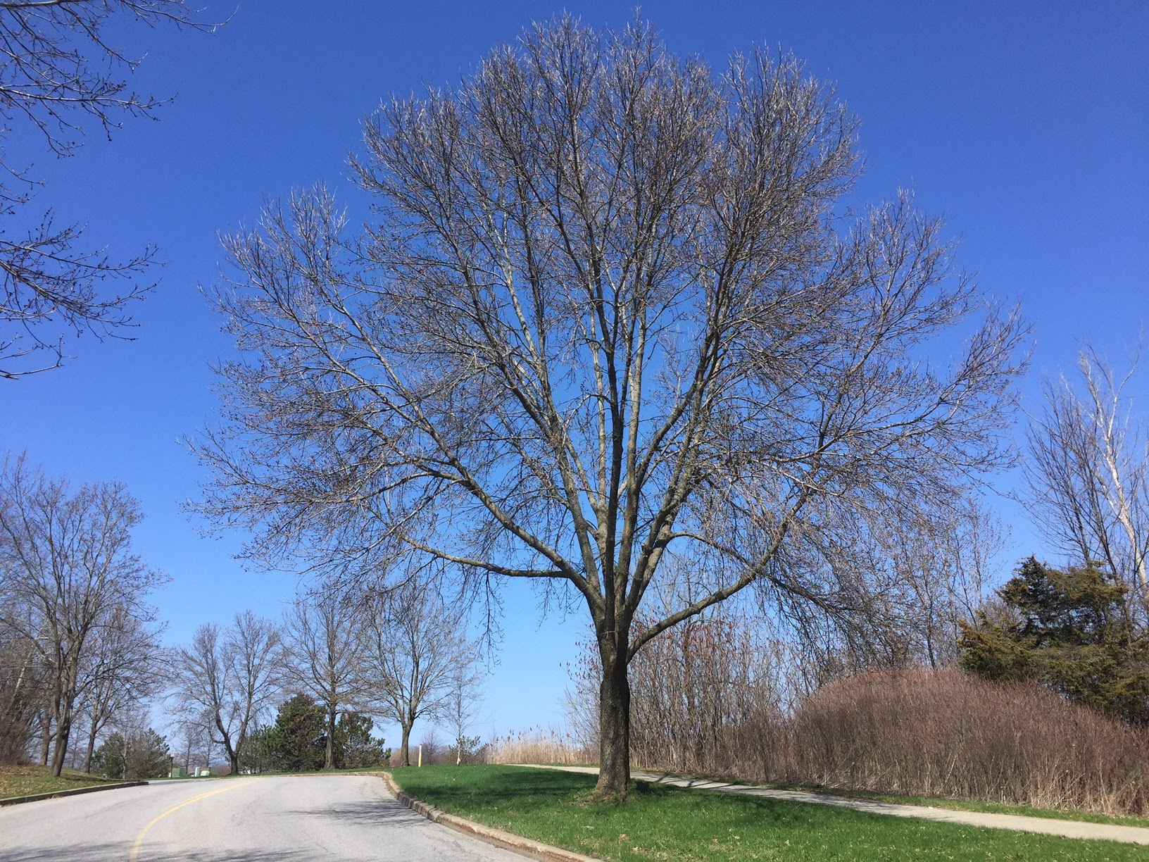 Inventories and Management Plans Vermont Urban & Community Forestry